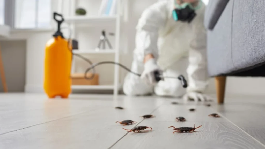 Técnico realizando fumigación de cucarachas en sala junto a sillón